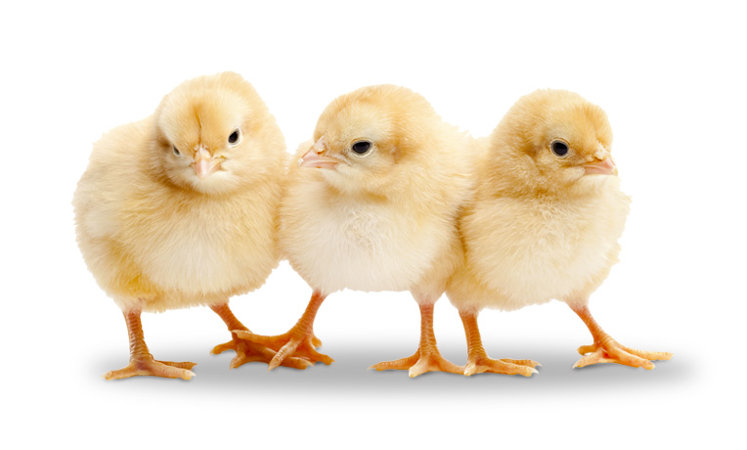 Image of Astley Class Chicks!